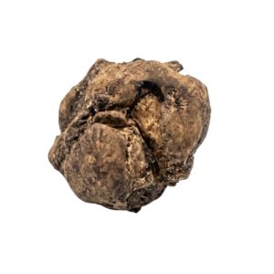 Tartufo Bianco Fresco