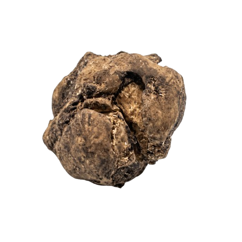 Tartufo Bianco Fresco
