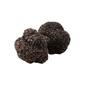 Tartufo Tuber Uncinatum