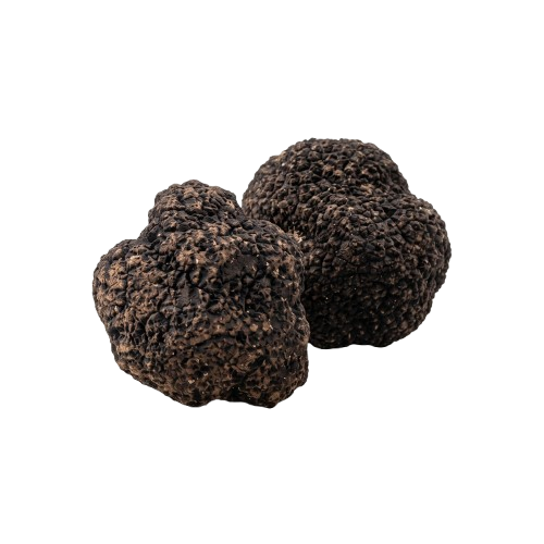 Tartufo Tuber Uncinatum